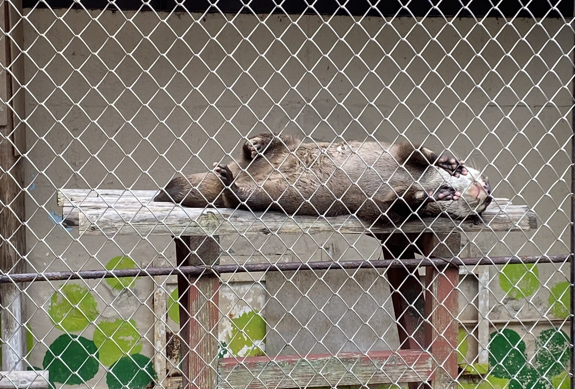 池田動物公園カワウソ